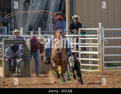 Tie Down Rope Event beim 4. Jährlichen Herbst PRCA Rodeo in Arcadia Florida Stockfoto