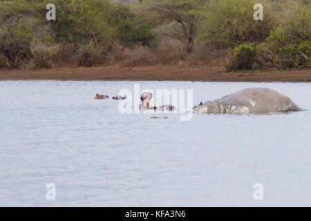 Tote Hippo im Krüger-Nationalpark Wasserloch.  Safari und Tierwelt, Südafrika. Afrikanische Tiere Stockfoto