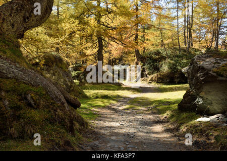 Wanderweg durch Lärchenwald (Larix dicdua) in Osttirol bei Matrei, im Herbst, sogenannter goldener oktober Stockfoto