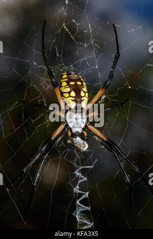 Großer, schwarz/gelber argiope Orb weaver Spider (argiope Aurantia) Stockfoto