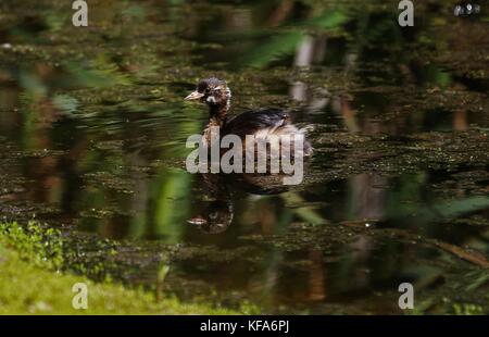 Happy Zwergtaucher Stockfoto