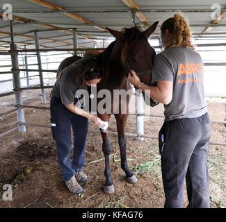 Freiwillige der American Society for the Prevention of Cruelty to Animals (ASPCA) neigen dazu, während der Hilfsmaßnahmen nach dem Orkane Irma am 16. Oktober 2017 in Christiansted, St. Croix, US-amerikanische Jungferninseln, ein Pferd in einem Tierheim zu suchen. (Foto von Jocelyn Augustino via Planetpix) Stockfoto