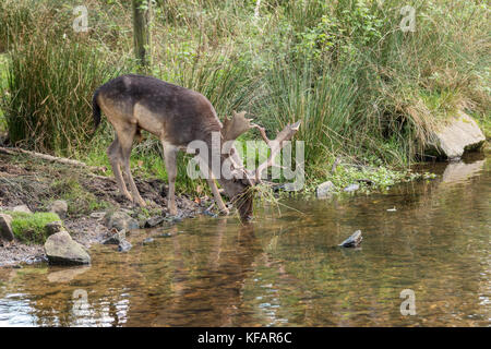 Hirsch in Bradgate Park. soft Hintergrund, sonnigen Herbsttag, schöne Schatten, große Hirsche allein. Stockfoto