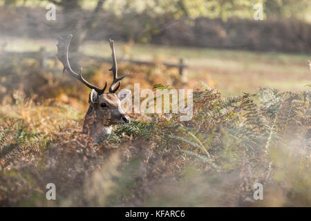 Hirsch in Bradgate Park. soft Hintergrund, sonnigen Herbsttag, schöne Schatten, große Hirsche allein. Stockfoto