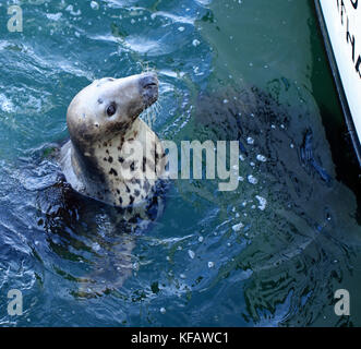 In der Nähe der weiblichen Kegelrobbe (Halichoerus grypus Atlantica) Betteln für Kumpel von Fischern im Chatham Fish Pier, Cape Cod, Massachusetts Stockfoto