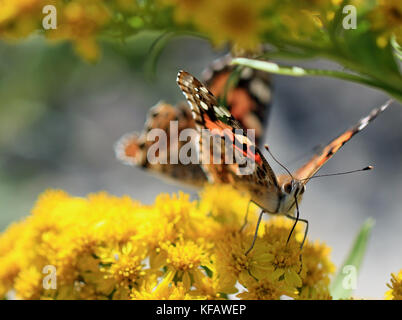 Nahaufnahme einer Painted Lady butterfly (Vanessa cardui) Blumen bestäuben Goldrute (Solidago), mit sichtbaren Antennen, mit Augen und Rüssel Stockfoto