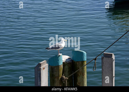 Eine amerikanische Heringsmöwe oder Smithsonian-Möwe (Larus smithsonianus oder Larus argentatus smithsonianus), die am Chatham Fish Pier am Cape Cod liegt Stockfoto