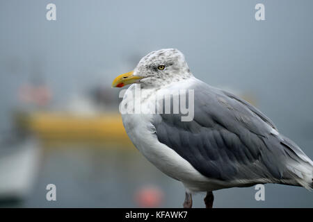 Nahaufnahme einer amerikanischen Heringsmöwe (Larus argentatus), auch Smithsonian Gull (Larus smithsonianus) genannt, die am Chatham Fish Pier brüllt Stockfoto