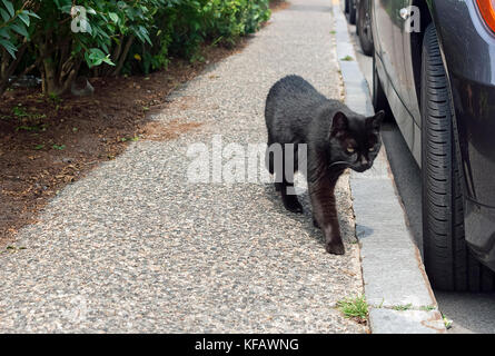 Schwarze Katze auf einem Bürgersteig in Massachusetts. Einige Leute sind abergläubisch und glauben eine schwarze Katze über den Weg ist, Pech. Stockfoto