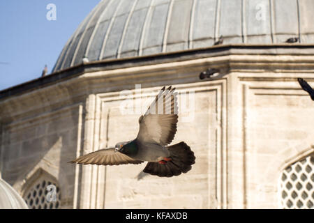 Zwei Tauben in Luft von der Seite der Kuppel Stockfoto