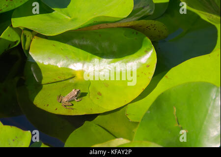 Teich mit Pflanzen und Blumen von Wasserlilien mit Frosch und Biene - Isola Bella - Stresa - Italien Stockfoto