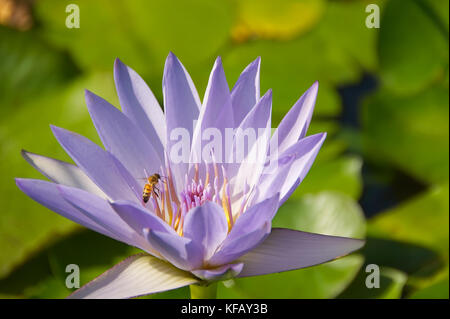 Teich mit Pflanzen und Blumen von Wasserlilien mit Frosch und Biene - Isola Bella - Stresa - Italien Stockfoto