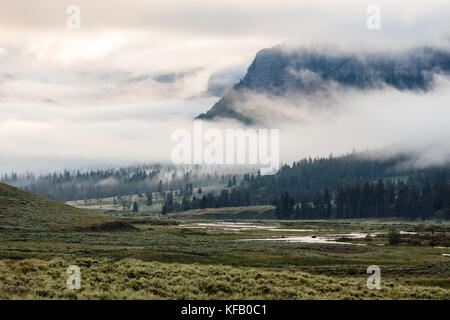 Eine Herde von Bison Kreuz der Soda Butte Creek im lamar Valley an einem nebligen Morgen im Yellowstone National Park 29. Juni 2017 in Wyoming. (Foto von neal Herbert über planetpix) Stockfoto