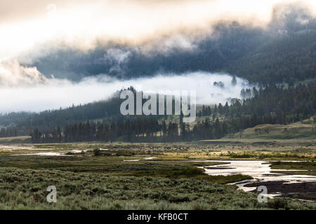 Eine Herde von Bison Kreuz der Soda Butte Creek im lamar Valley an einem nebligen Morgen im Yellowstone National Park 29. Juni 2017 in Wyoming. (Foto von neal Herbert über planetpix) Stockfoto