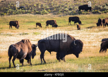 Eine Herde von Bison gemächlich im lamar Valley an der Yellowstone National Park 30. Juli 2017 in Wyoming. (Foto von neal Herbert über planetpix) Stockfoto