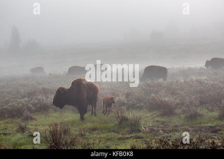 Eine Herde von Amerikanischen Bisons grasen in der Nebel im Morgengrauen in der Nähe des Swan Lake Flats an der Yellowstone National Park 21. Mai 2017 in Wyoming. (Foto von neal Herbert über planetpix) Stockfoto