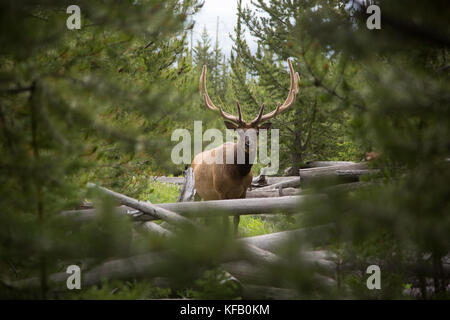 Ein bull elk Spitzen aus dem Wald Bäume auf dem Grab Mountain Trail an der Yellowstone National Park Juli 9, 2017 in Wyoming. (Foto von neal Herbert über planetpix) Stockfoto