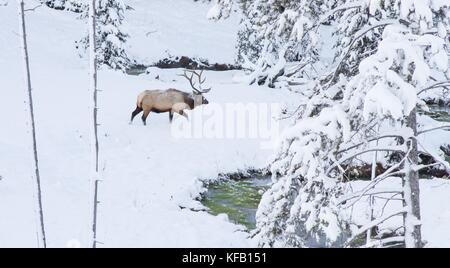 Ein bull elk Wanderungen durch den Schnee von Obsidian Creek an der Yellowstone National Park im Winter November 17, 2016 in Wyoming. (Foto von Diane renkin über planetpix) Stockfoto