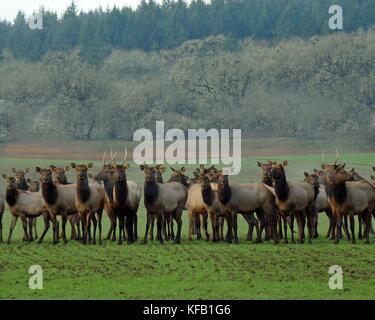 Eine Herde von Roosevelt elk erfassen in einem Feld an der William l. finley National Wildlife Refuge 30 Dezember, 2008 in Corvallis, Oregon. (Foto von George Gentry über planetpix) Stockfoto