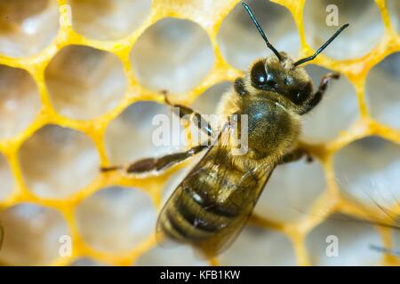 Nahaufnahme einer westlichen Honigbiene in einer Bienenwabe Nest an der roberson farm August 18, 2017 in Fredericksburg, Virginia. (Foto von Preston keres über planetpix) Stockfoto