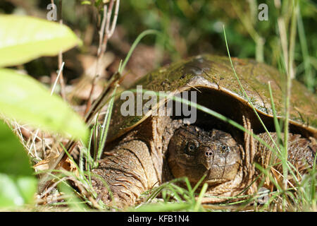 Eine gemeinsame snapping Turtle versteckt sich im hohen Gras einer 08/15 12. Juni 2017 in Transylvania County, North Carolina. (Foto durch g. peeples über planetpix) Stockfoto