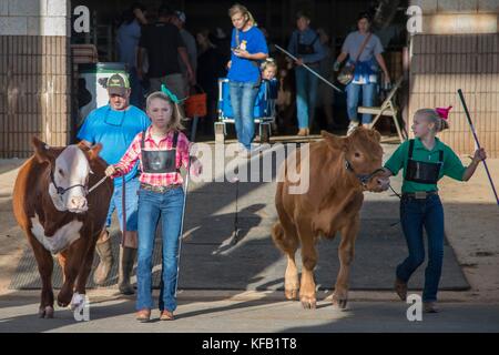 Junge Mädchen präsentieren ihre Kühe während einer 4-h tierische Konkurrenz während der Georgia State Fair an der Georgia nationale Messe und agricenter Oktober 6, 2017 in Perry, Georgia. (Foto von Preston keres über planetpix) Stockfoto