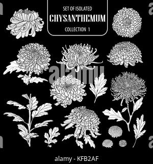 Eingestellt von isolierten weißen silhouette Chrysantheme Sammlung 1. cute Hand gezeichnet Blume Vector Illustration in weiße Ebene und keine Umrisse auf Schwarz backgrou Stock Vektor