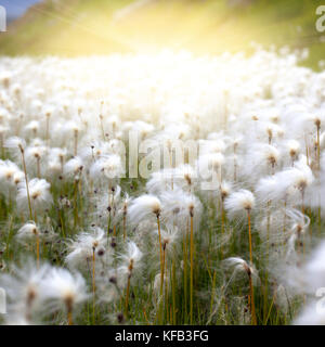Arktis Wollgras (Eriophorum) Feld in Island. square Geschossen mit solar Wirkung Stockfoto