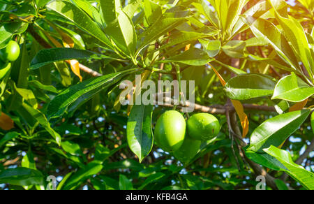 Cerbera odollam (Selbstmord Baum, Pong Pong, othalanga) Baum mit künstlichem Sonnenlicht. Stockfoto