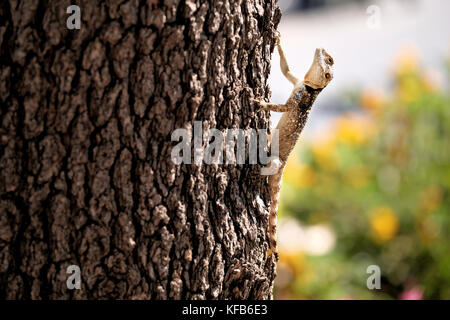 Eine Agama-Eidechse, allgemein bekannt als Stern- oder Raufußechse, die sich im warmen Sonnenschein auf einem Baumstamm sonnt Stockfoto