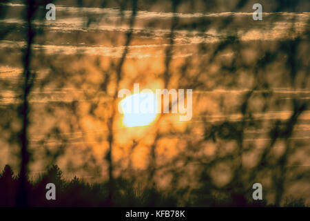 Sonnenuntergang über Filialen und Gras. das Schönste in der Natur Bäume Silhouetten gegen Sonnenuntergang Hintergrund Stockfoto