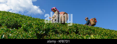 India, West Bengal,, Frauen zupfen Kaffee auf einem Landgut in der Nähe von darjeeling. Tee Darjeeling Tee Darjeeling als eines der besten weltweit gilt. Stockfoto