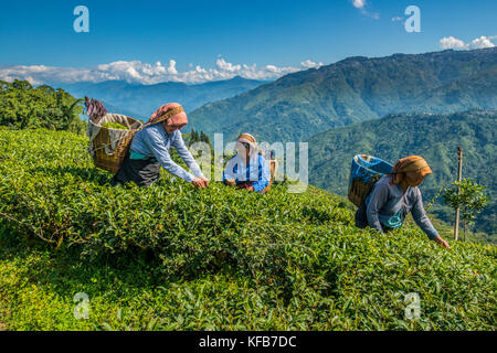 INDIEN, WESTBENGALEN, DARJEELING, Frauen, die Tee pflücken auf einem Teegut in der Nähe von darjeeling. Darjeeling-Tee gilt als einer der besten der Welt. Stockfoto