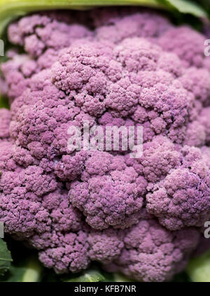 Nahaufnahme von leckeren und bunten, Reife und lebendige lila Blumenkohl Textur Gemüse auf einem Markt in Yorkshire, UK Abschaltdruck Stockfoto