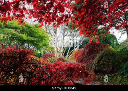 Blass bellte Stängel von Betula costata' Grayswood Hügel' im Herbst Laub von Acer palmatum dissectum Chitoseyama' und 'Gruppe Hügeln eingerahmt Stockfoto