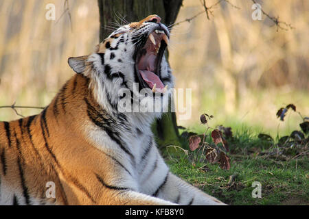 Captive Amur Tiger (Panthera tigris altaica) Gähnen in den Yorkshire Wildlife Park, Großbritannien. Stockfoto