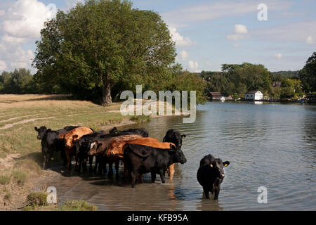 Herde von Kühen Baden in der Themse bei Cookham in der Nähe von High Wycombe, Buckinghamshire, England Stockfoto