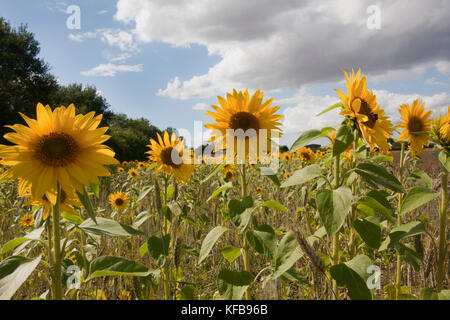 Sonnenblumenfeld (Helianthus Annuus) wächst in Barrrow in Humber, Lincolnshire, England Stockfoto