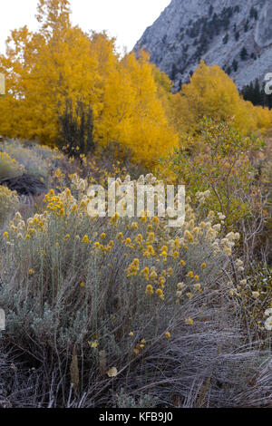 Espen und Bürste in voller Herbst Farbe auf Rock Creek Rd Teil des Inyo National Forest. Kalifornien, USA Stockfoto