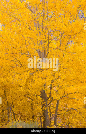 Eine Aspen Grove im Herbst in der östlichen Sierra Nevada, Kalifornien, USA Stockfoto
