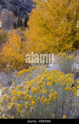 Espen und Bürste in voller Herbst Farbe auf Rock Creek Rd Teil des Inyo National Forest. Kalifornien, USA Stockfoto