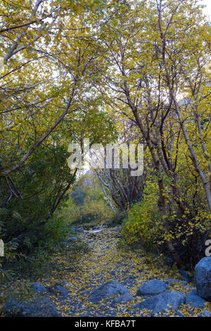 A mountain trail runs through an Aspen Grove of trees during the fall season in the Eastern  Sierra Nevada mountains of California USA Stockfoto