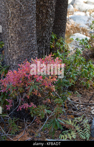 Rote und grüne Farben des Herbstes um die Basis eines Baumes im Oktober 2017 Stockfoto