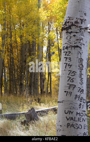 Eine Aspen Grove im Herbst in der östlichen Sierra Nevada, Kalifornien, USA Stockfoto