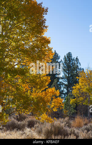 Am frühen Morgen das Sonnenlicht strahlt durch eine Espe Baum im Herbst Farbe Sierra Nevada Kalifornien USA Stockfoto