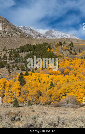 Herbst und im Herbst Farbe. Golden Aspen Bäume und schneebedeckten Gipfeln, im Herbst kommt zu der östlichen Sierra Nevada in Kalifornien USA Stockfoto
