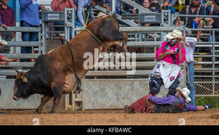 Rodeo Clown und Bulle nach dem Abwurf seines Reiters beim 4. Jährlichen Herbst PRCA Rodeo in Arcadia Florida Stockfoto