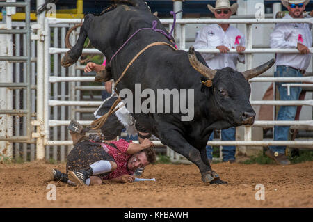 Rodeo Clown auf dem Boden unter einem Stier, nachdem er seinen Reiter beim 4. Jährlichen Herbst PRCA Rodeo in Arcadia Florida geworfen hat Stockfoto