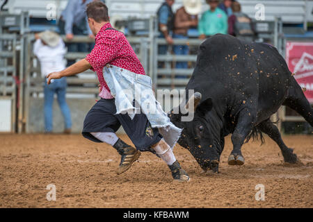 Stier jagen einem Rodeo clown nach dem Werfen der Reiter in die 4. jährliche Fallen prca Rodeo in Arcadia, Florida Stockfoto