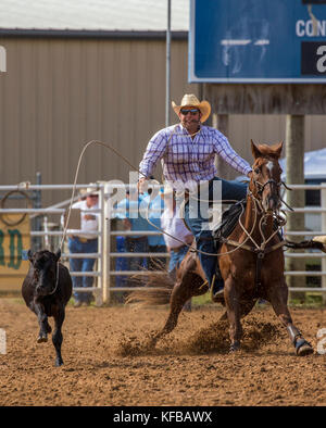 Krawatte abseilen Fall an der 4. jährlichen Fallen prca Rodeo in Arcadia, Florida Stockfoto